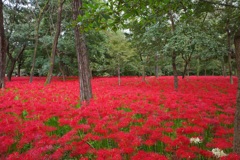 巾着田　曼珠沙華まつり2019　その13