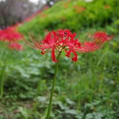 巾着田　曼珠沙華まつり2019　その10