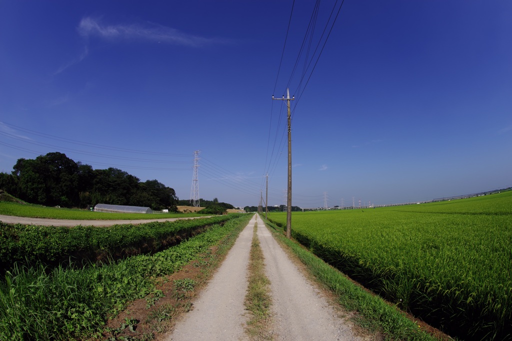 田んぼ道