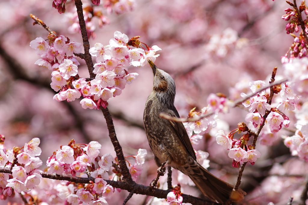 桜と椋鳥