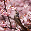 桜と椋鳥