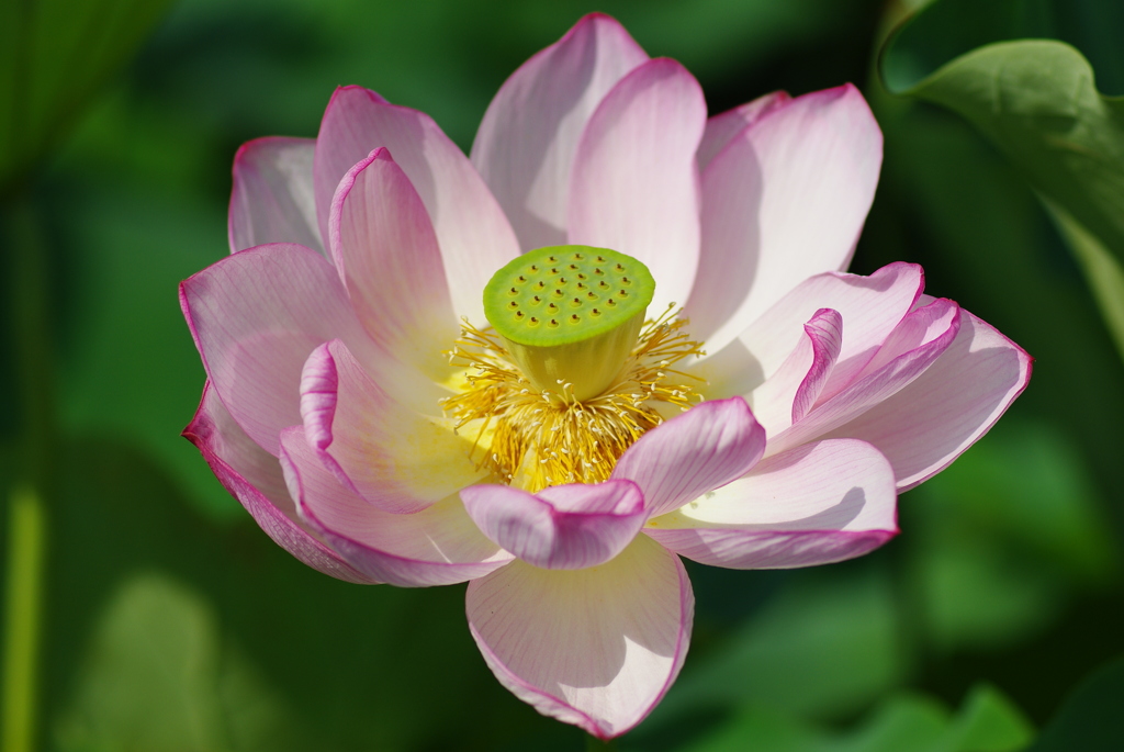 上野　不忍池　蓮の花④