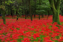 深紅の絨毯