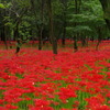 深紅の絨毯