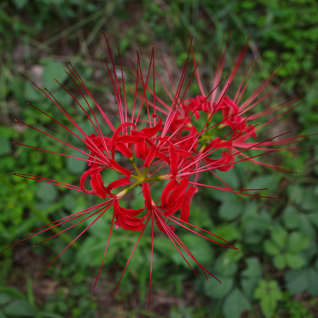 巾着田　曼珠沙華まつり2019　その9