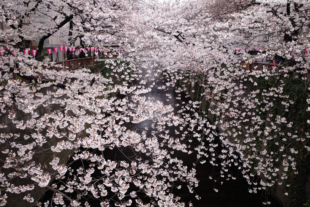 目黒川の桜  その5