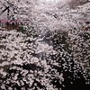 目黒川の桜  その5