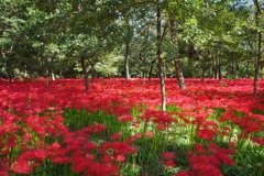 巾着田　曼珠沙華まつり2019　その1