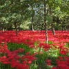 巾着田　曼珠沙華まつり2019　その1