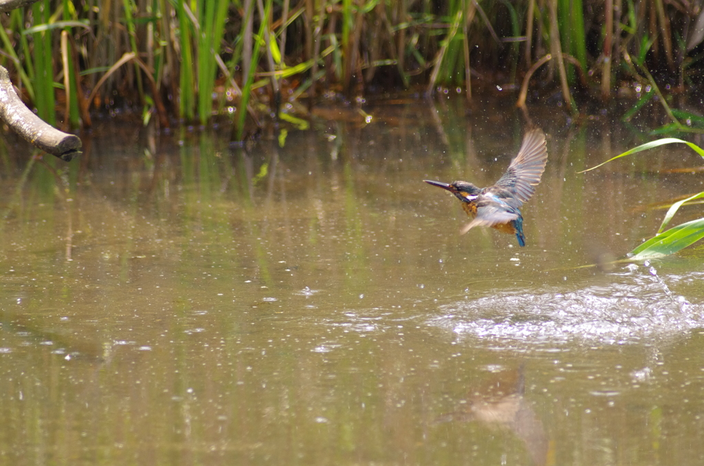 水面から飛び出すカワセミ　