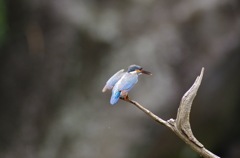 翔び立つ瞬間のカワセミ