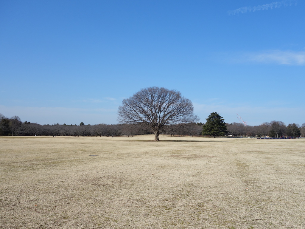 昭和記念公園　広場