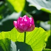 ハスの花