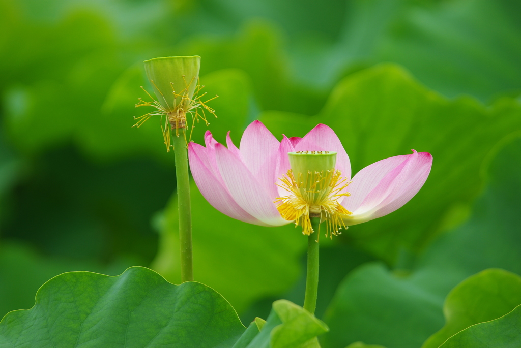 ハスの花 at 不忍池