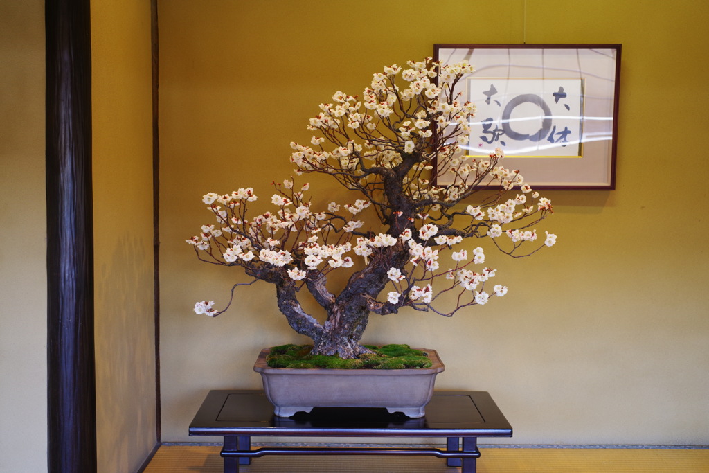 梅の盆栽 ① by now （ID：7513177） - 写真共有サイト:PHOTOHITO