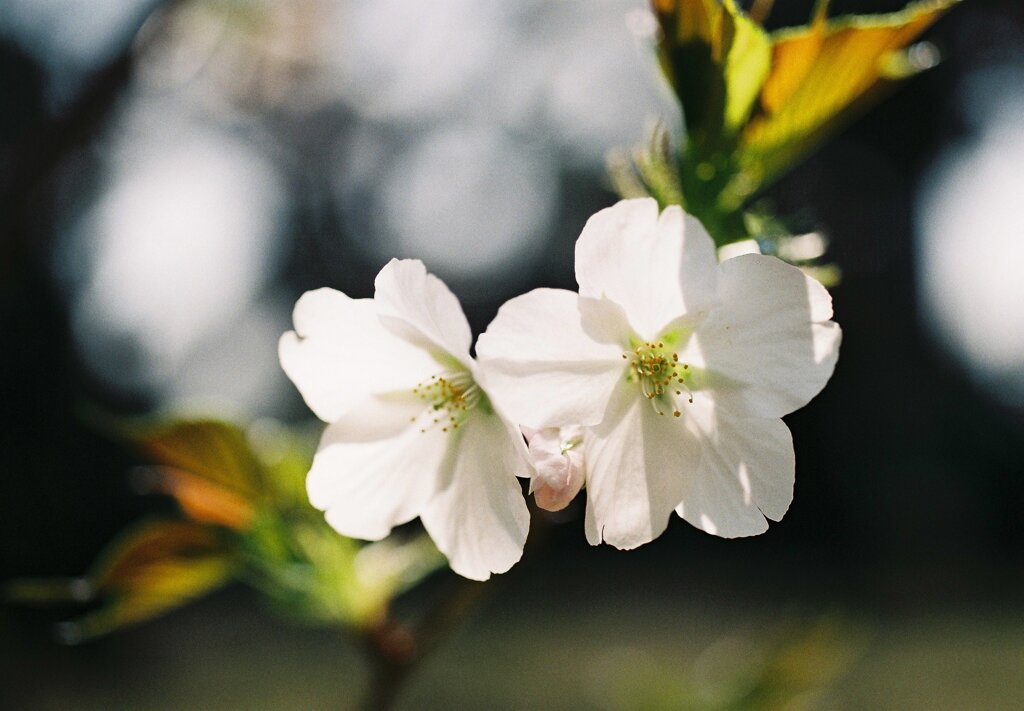 夫婦桜