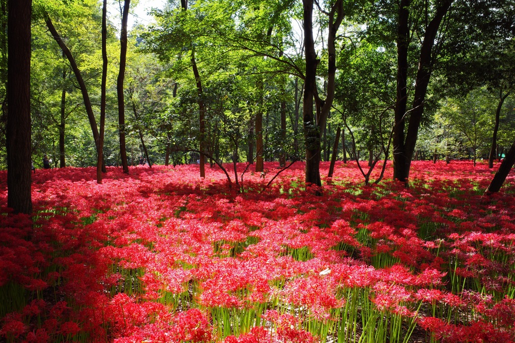 巾着田　曼珠沙華まつり2019　その7