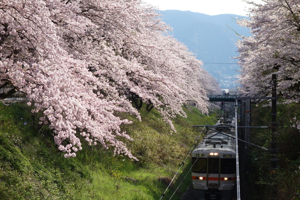 山北　桜並木と列車　④