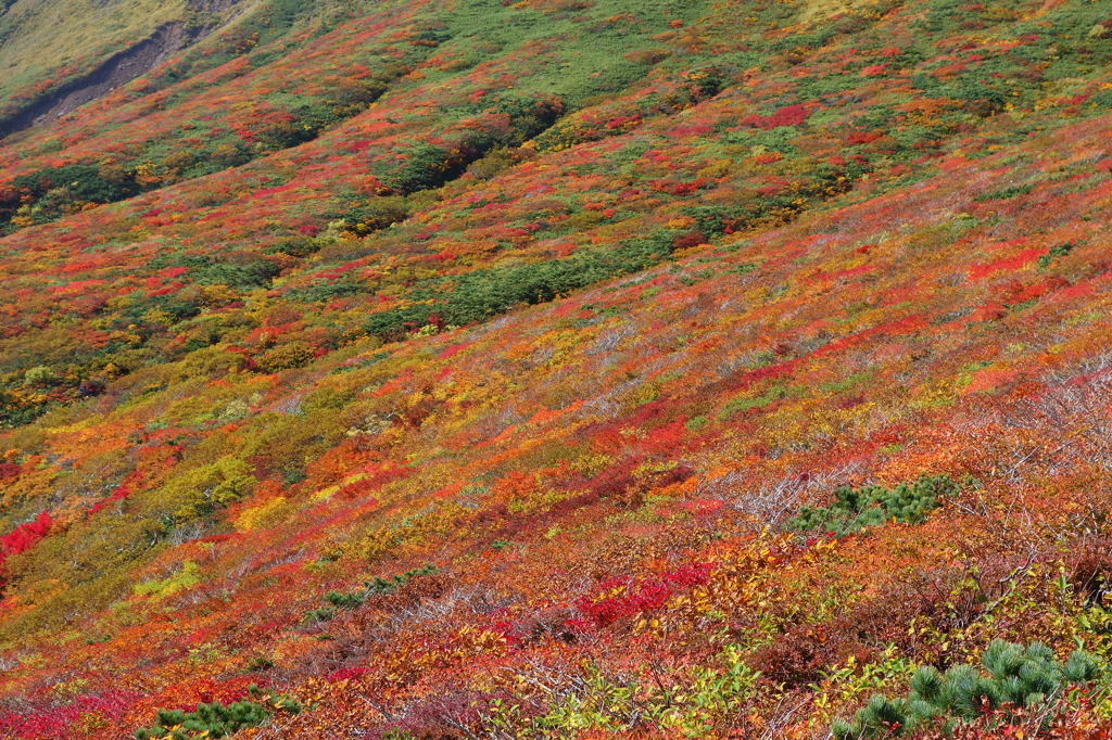 2014紅葉　宮城 　栗駒山　④