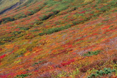 2014紅葉　宮城 　栗駒山　④