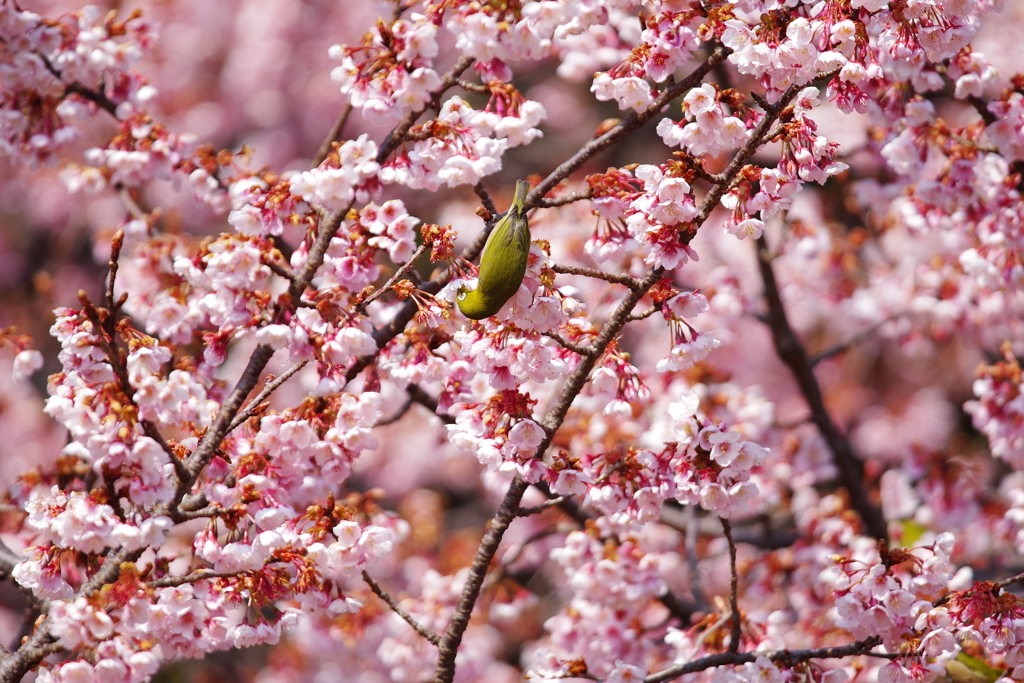 寒桜とメジロ 3