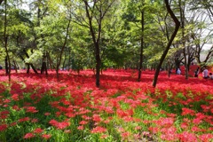 巾着田　曼珠沙華まつり2019　その4