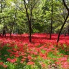 巾着田　曼珠沙華まつり2019　その4