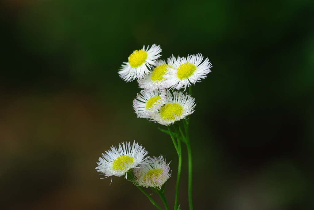 雑草花