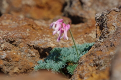 高山植物の女王　コマクサ