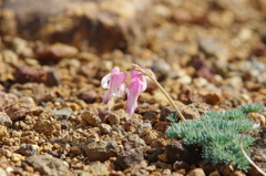 高山植物の女王　コマクサ