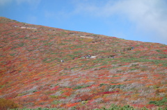 2014紅葉　宮城 　栗駒山　①