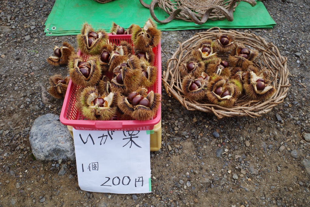 巾着田　曼珠沙華まつり2019　その15