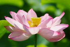 上野　不忍池　蓮の花②