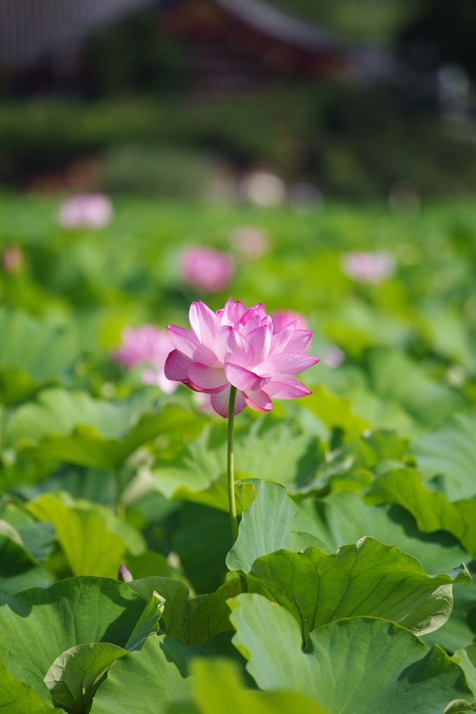 華やか