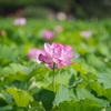 華やか