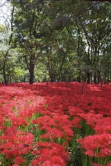 巾着田　曼珠沙華まつり2019　その6