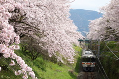 山北　桜並木と列車　②