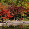 紅葉