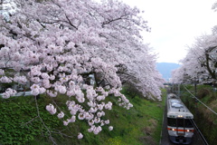 山北　桜並木と列車　⑥