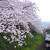 山北　桜並木と列車　⑥