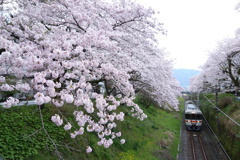 山北　桜並木と列車　⑤
