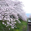 山北　桜並木と列車　⑤