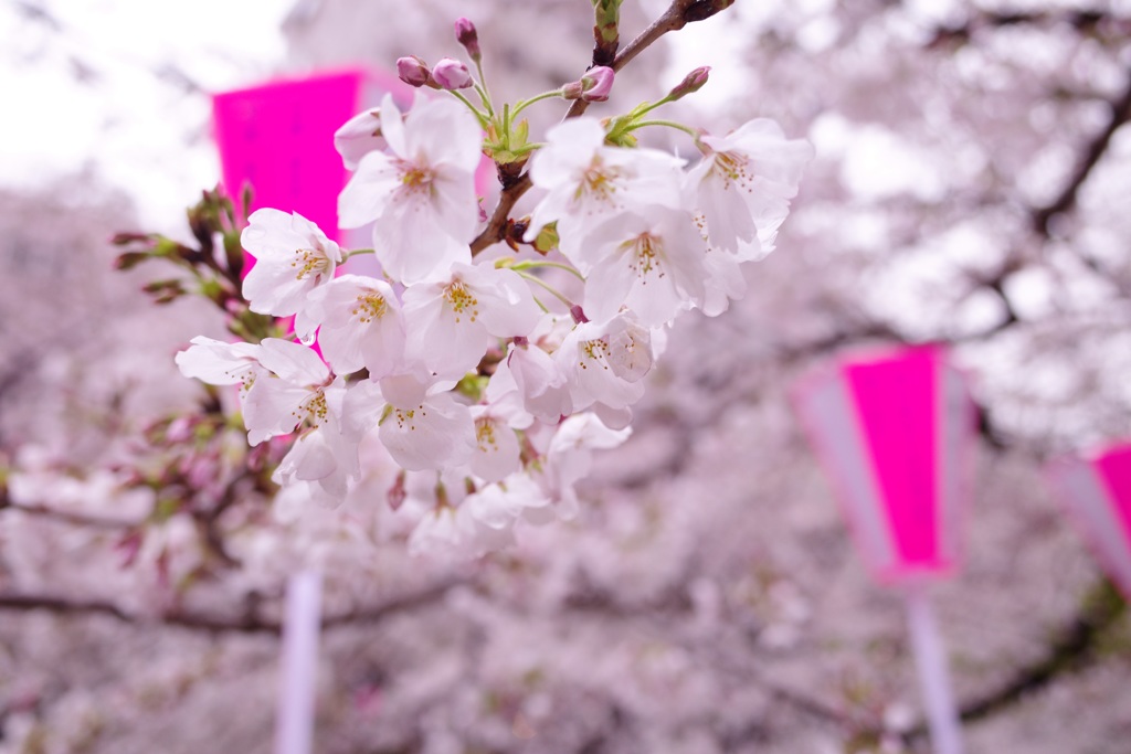 目黒川の桜  その4