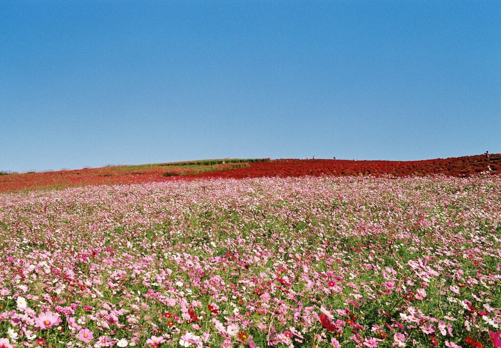 花園