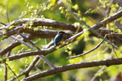 幸せの青い鳥