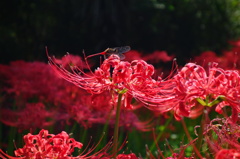 赤トンボと曼珠沙華