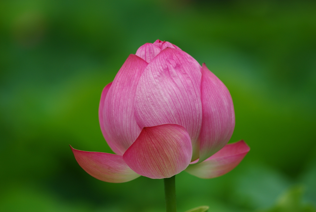 ハスの花 at 不忍池