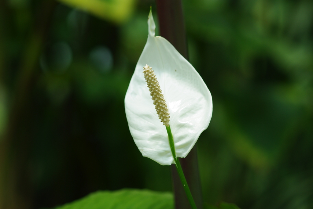 水芭蕉?