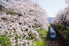 小田急ロマンスカー「ふじさん号」と桜並木