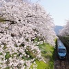 小田急ロマンスカー「ふじさん号」と桜並木